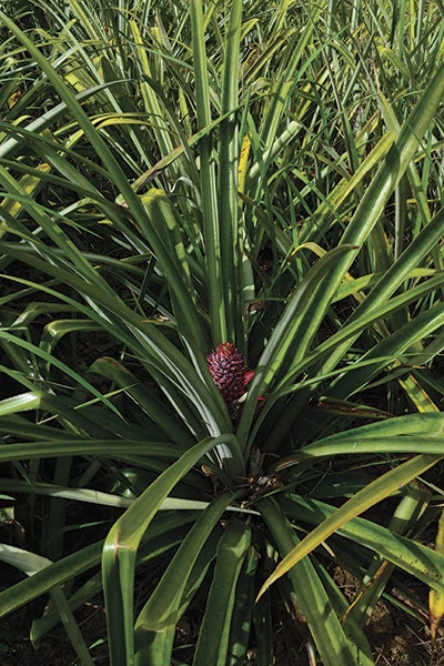 Red Spanish pineapple plant  c. 2015