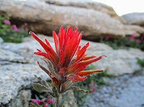 Parks in Focus: Ten Years at Yosemite 