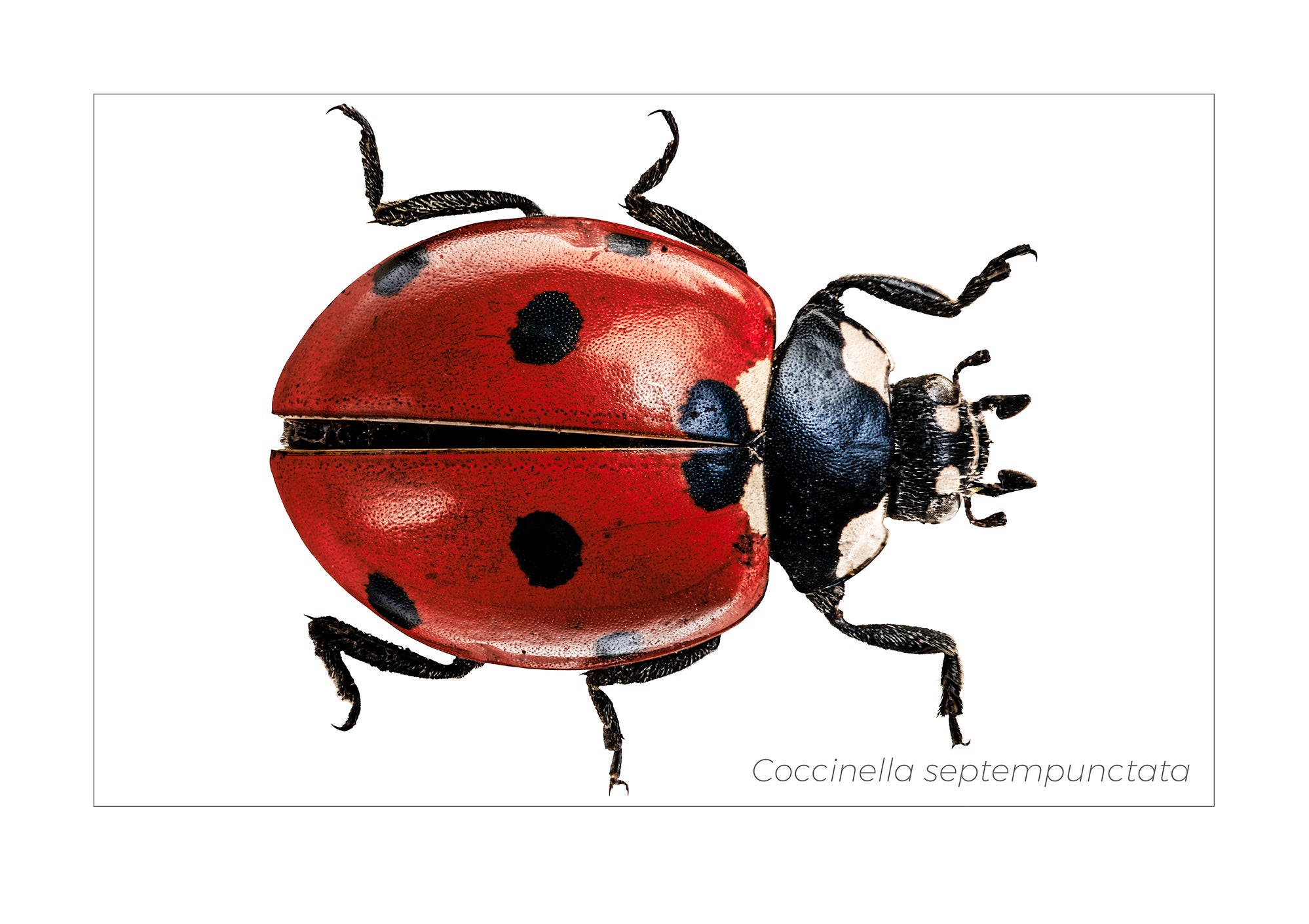 Coccinella septempunctata  2018