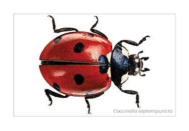Coccinella septempunctata 