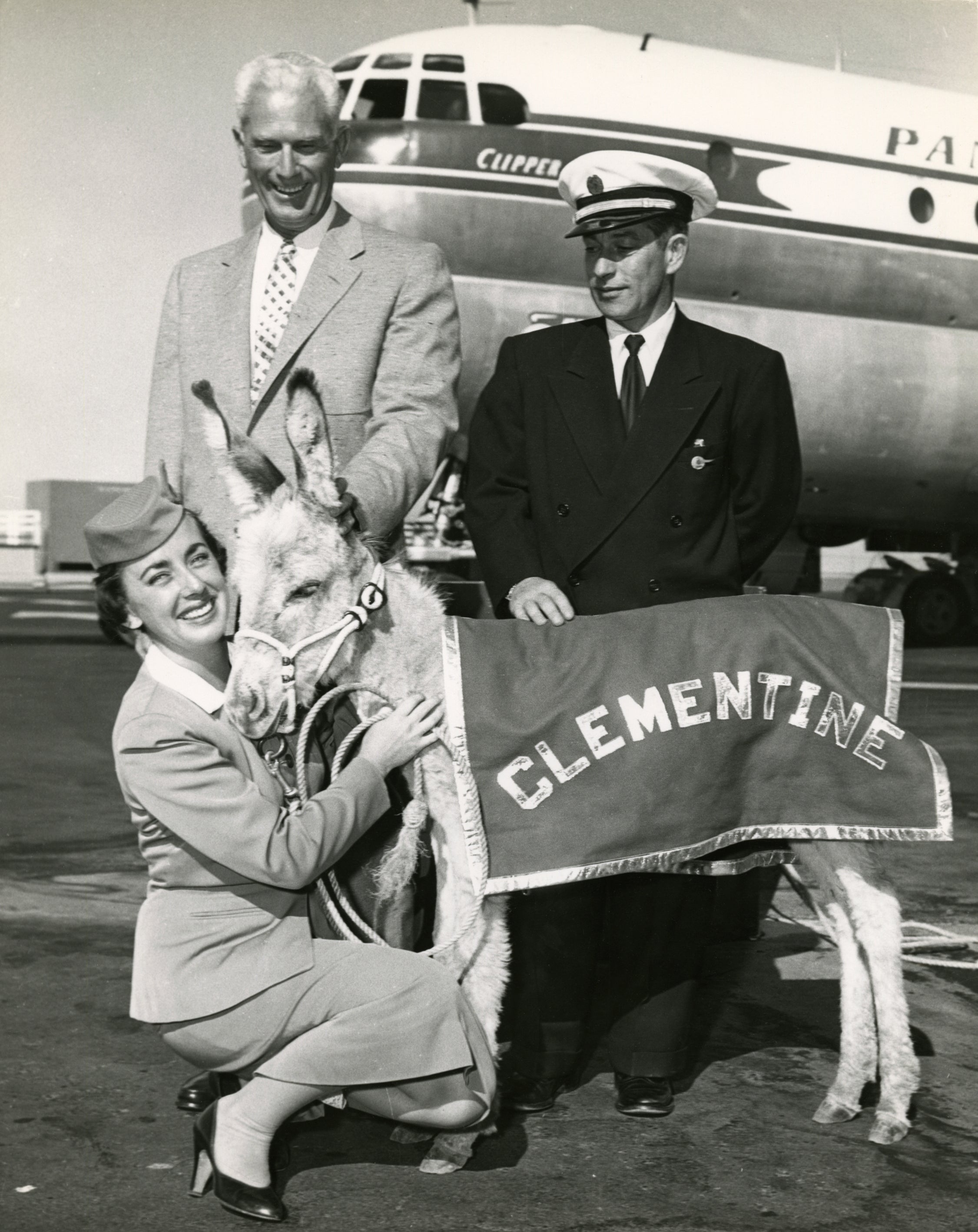Clementine steps onto the airfield with Pan American World Airways stewardess Janece Johnson, captain Guy McCafferty, and San Francisco 49ers head coach Buck Shaw in front of Boeing 377 Stratocruiser N1023V Clipper Golden Gate, San Francisco International Airport (SFO)  September 1954