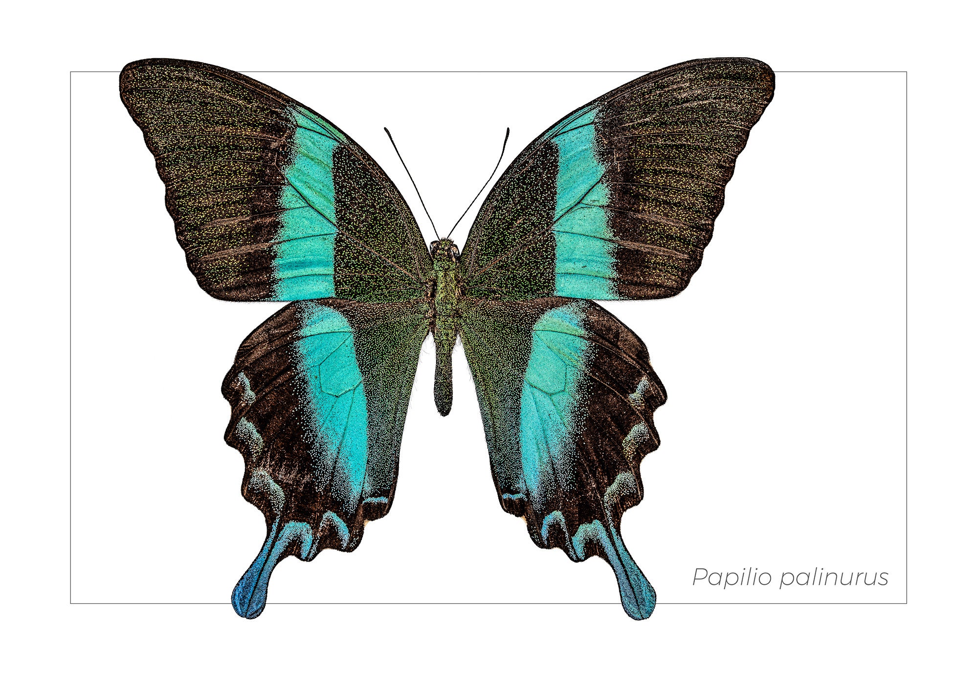 Papilio palinurus  2018 Photograph by David Garnick (b. 1955) Courtesy of the artist R2019.0409.014