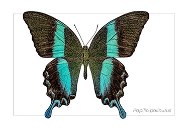 Papilio palinurus