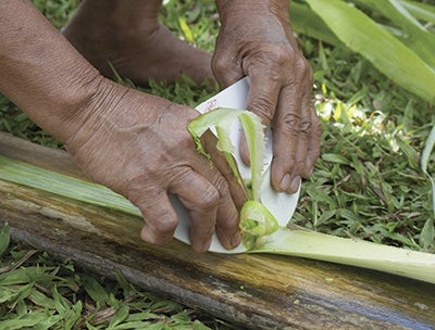 Scraping the pulp from the pineapple leaf  c. 2015