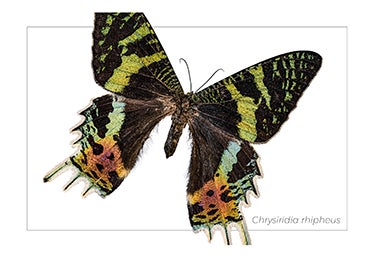 Chrysiridia rhipheus