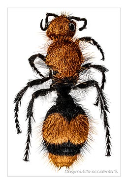 Dasymutilla occidentalis