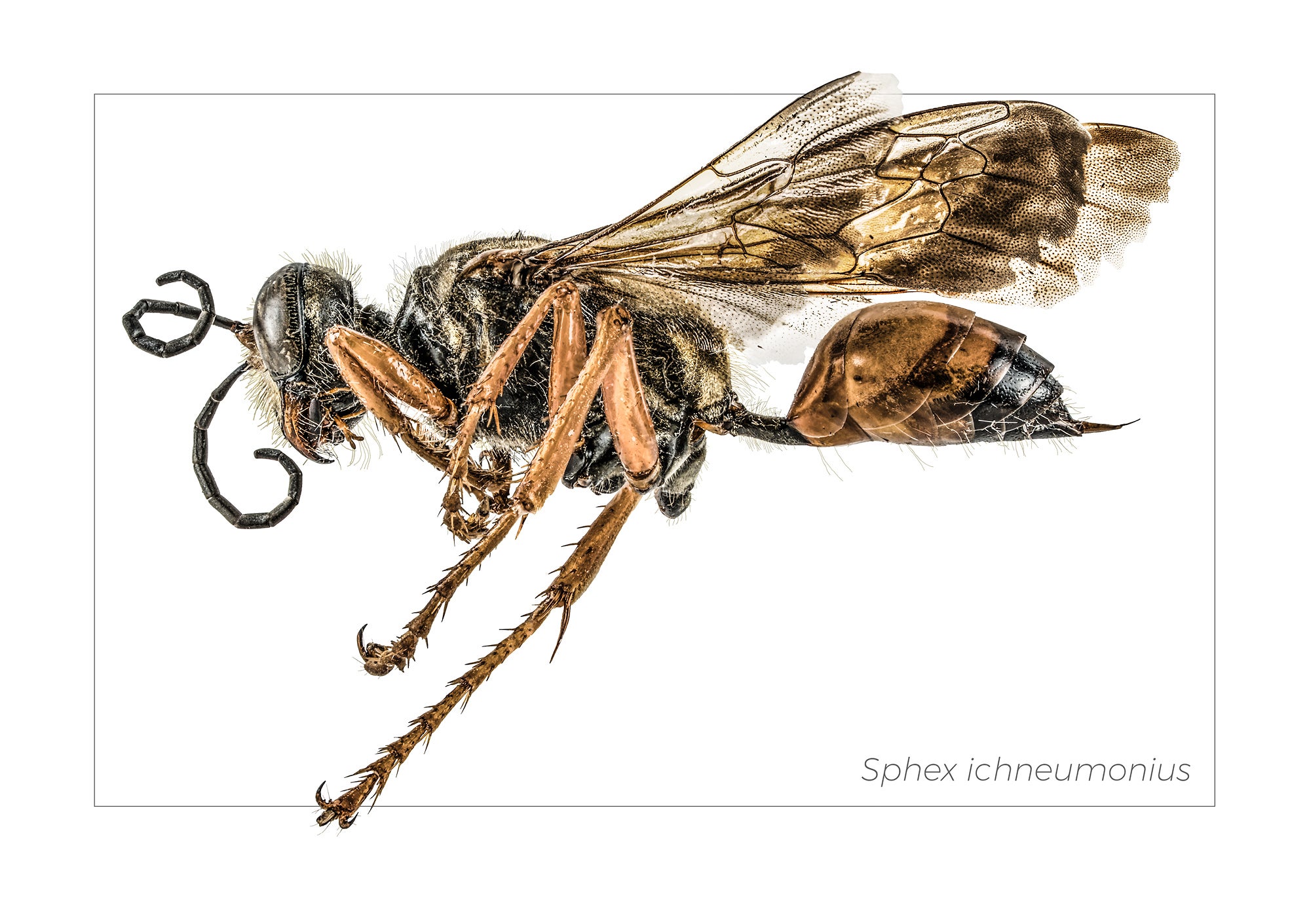 Sphex ichneumonius  2018