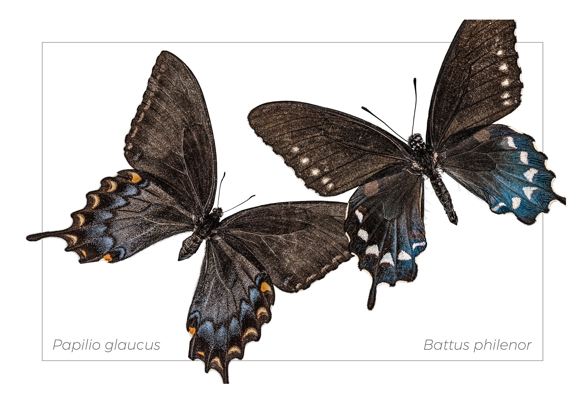 Papilio glaucus and Battus philenor  2018
