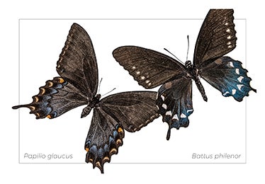  Papilio glaucus and Battus philenor