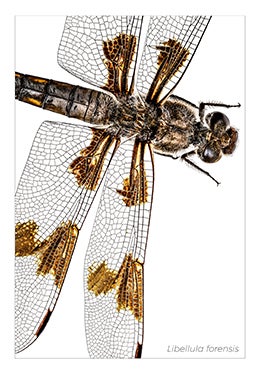 Libellula forensis  2018