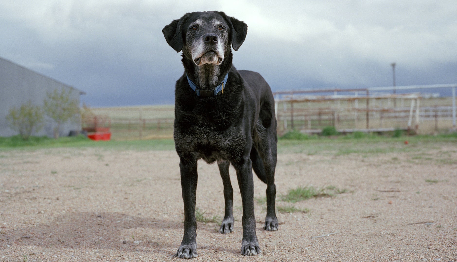 DOG
