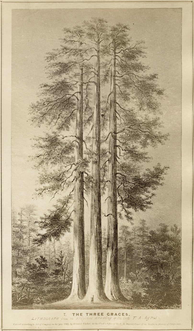 Giant sequoia (Sequoiadendron giganteum) illustration  1862