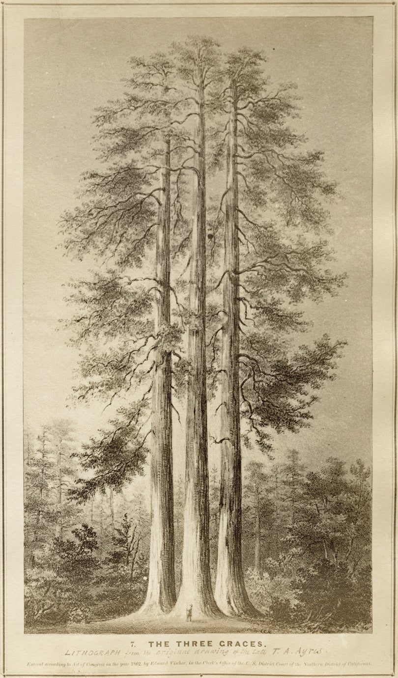 Giant sequoia (Sequoiadendron giganteum) illustration  1862