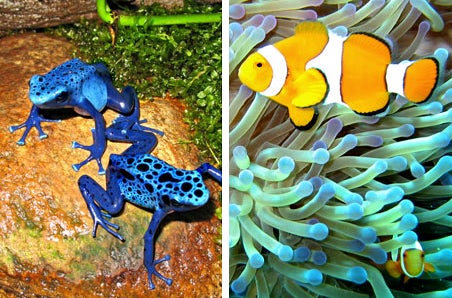 Kids'Spot Live from the Tropics: Animals of the Rainforest and Coral Reef