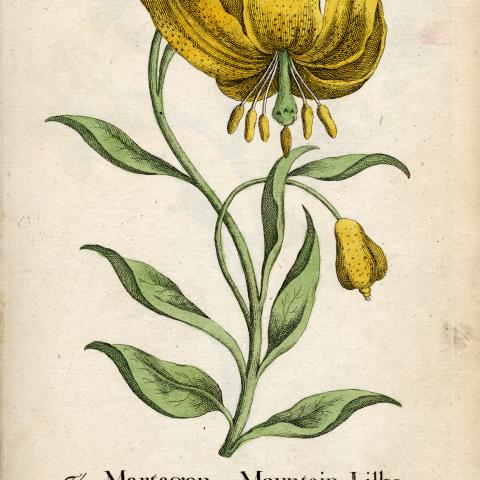 Indoor Eden: Victorian Jardinières