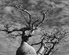 Baobab: Tree of Generations
