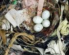 Sharon Beals: Nests