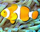 Live from the Tropics: Animals of the Rainforest and Coral Reef
