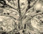 Rick Chapman: Tree
