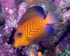 Greg Rothschild: Clownfish, Tangs, and Wrasses