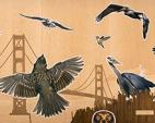 San Francisco Bay Area Bird Encounters