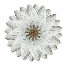 Camelia micantis  2014