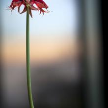 East Window  2012  Olivia Parker (b. 1941)