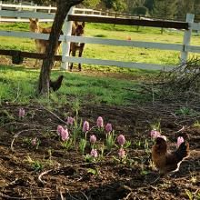 Early Spring Orchard and Pasture  2016