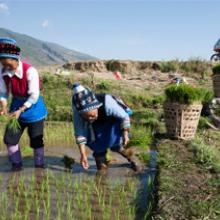 Rice Fields, Yunnan Province, China  2006