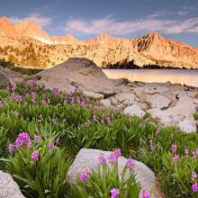 Shooting Star by Midnight  2011 John Muir Wilderness, Eastern Sierra, California  Joshua Cripps (b. 1981) digital print Courtesy of the artist L2013.3191.017