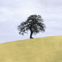 Lone Oak, Central California  2013