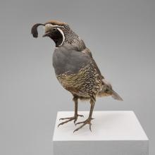 California quail (Callipepla californica)