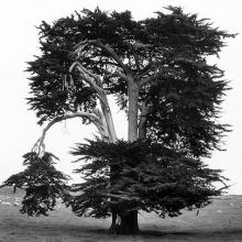 Old Cypress Tree, Marshall, California  2006 Art Rogers (b. 1948) gelatin-silver print Courtesy of the artist L2014.2101.001