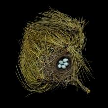 Western Tanager, Piranga ludoviciana  2008