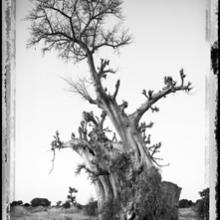 Baobab, Tree of Generations #6, Mali  