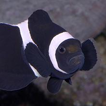 Black-and-white Ocellaris clownfish (Amphiprion ocellaris) Coral Sea  2008