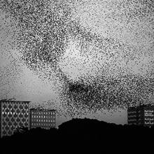 Murmur No. 23  2006