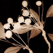 Crabapples, San Francisco Bay Area