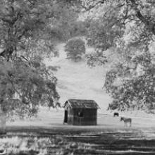 Sheepherder's Cabin, near Ukiah, California 1975