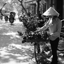 Rose Lady, Hanoi, Vietnam 