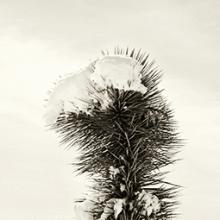 Yucca with Snow, Nevada 2001