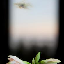 Evergreen Window  2012 Olivia Parker (b. 1941)