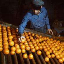 Co-op orange packing plant, Redlands, California  1943 