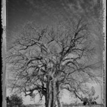 Baobab, Tree of Generations #7, Mali