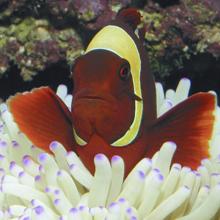 Gold-striped maroon clownfish (Premnas biaculeatus), Solomon Islands  2002