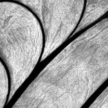 Marilynne Morshead: Pattern Alchemy