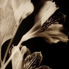 Peruvian Lily II, San Francisco Bay Area 