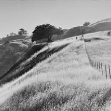 Hillside in Morning Light, near Boonville, California 1983