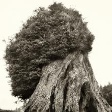 Redwood Stump #2, California 2002