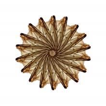 Cynara percolates  2014